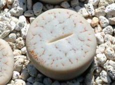 Lithops pseudotruncatella.